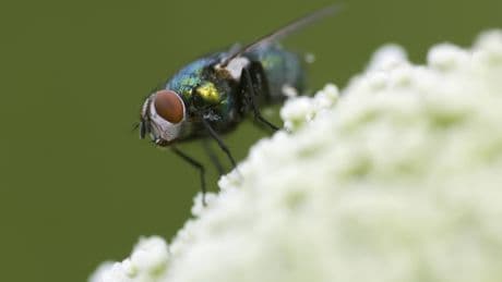 Fleischfressende Fliegenlarven: Wie sie Mensch und Tier gefährlich werden