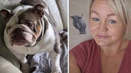 Dog walker dumps exhausted pet in home after walk in 27C heat before owner finds it dead