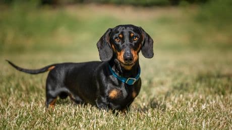 New hope in search for miniature dachshund lost on Kangaroo Island for 500 days