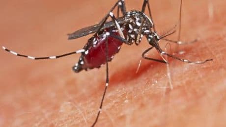Chikungunya-Virus: WHO warnt vor möglicher Epidemie