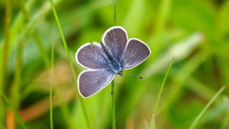 Small Blue butterfly numbers explode in Scotland - with 523 seen at single site