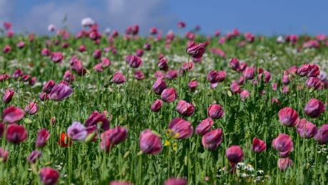 Touristenattraktion: Mohnblüte im Werra-Meißner-Kreis hat begonnen