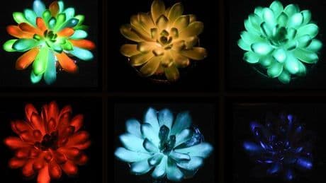 Des particules phosphorescentes permettent à des plantes de briller dans la nuit