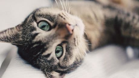 Tiermedizin: "Katzen sind absolute Meister darin, ihre Schmerzen zu verstecken"