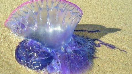 Las carabelas portuguesas aumentan su presencia en las playas vizcaínas