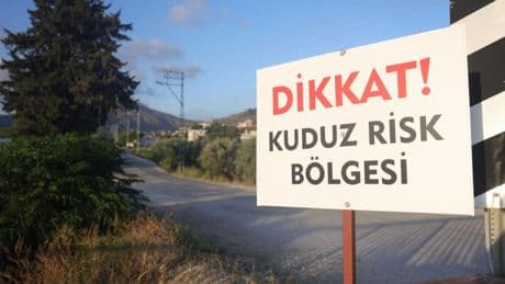 4 mahallede kuduz alarmı! Köpekler toplanmaya başladı