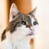 Tiere: Amsterdam will Rettungstreppen für Katzen bauen