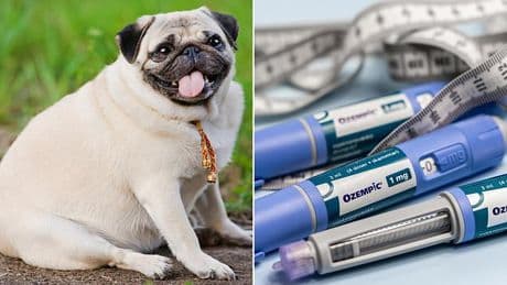 Ozempic for DOGS: Scientists are testing an implant for fat pooches that mimics weight-loss drugs taken by humans