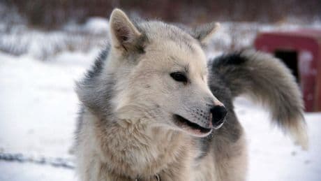 En eski evcil köpek ırkı bulundu: 9 bin 500 yaşında