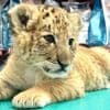Kreuzung aus Löwe und Tiger: Liger „Goliath“ in rumänischem Zoo geboren