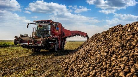 «Nos voisins vont récupérer nos parts de marché, c’est inacceptable» : après la censure sur l’acétamipride, les agriculteurs entre colère et mobilisation
