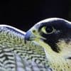 Voici comment ce rapace a développé une surprenante technique de chasse… grâce aux feux tricolores