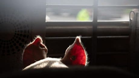 Agrar: Tierschützer decken Tierleid auf – Anzeigen in Niedersachsen