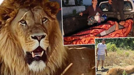 Antalya’da ‘Zeus’ paniği... Kaçan aslanı avcılar vurdu