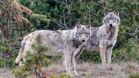 Gelderland geeft vergunning voor doden wolf die schapen aanviel