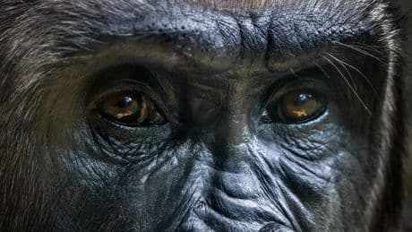 Why Evolution Will Work Against Interstellar Civilizations