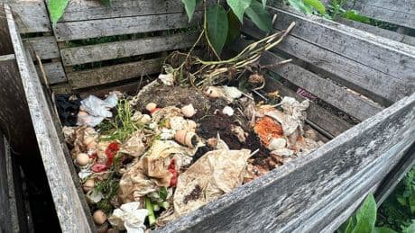 Unkraut im Kompost: Warum es auch dort nichts zu suchen hat