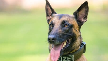 Kriminalität: Versteckt, gebellt, zugebissen: Polizeihund findet Dieb