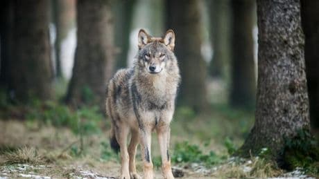 Naturschutz: Land zahlte 2024 fast 46.000 Euro nach Wolfsrissen