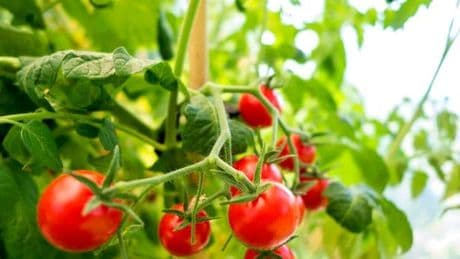 Kann man keimende Tomaten noch essen?