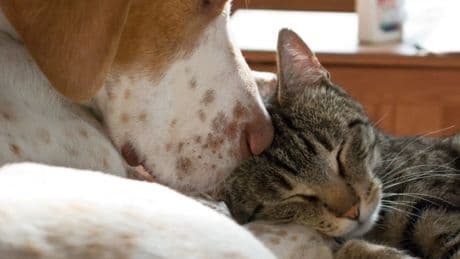 La menopausia en perras y gatas, mitos y realidades entre los animales domésticos