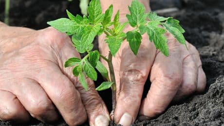 Schöner Garten: Welche Pflanzen Sie jetzt im Mai aussäen sollten