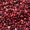 Cranberries produced for Thanksgiving and the bogs being restored to wetlands