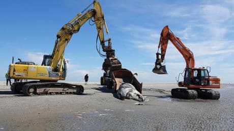 Toter Buckelwal am Strand von Sankt Peter-Ording angespült