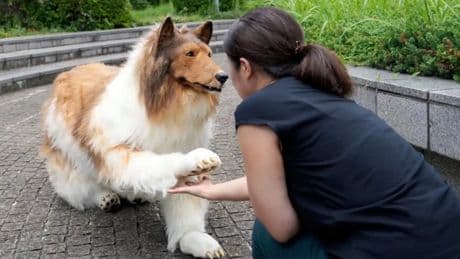 Yüz binlerce lira harcayıp köpek olmuştu: Yüzünü ilk kez gösterdi