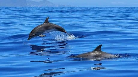 Condenan a un capitán de barco por envenenar y disparar a delfines en el Golfo de México