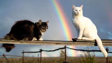 Zum Weltkatzentag: Auf die Katze gekommen