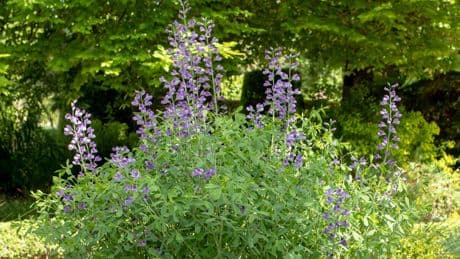 Jardin : Baptisia australis, une allure de lupin sauvage