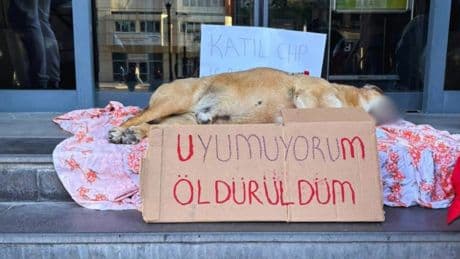 Çankaya'da öldürülen köpek için ‘yaşam nöbeti'ne polis saldırdı