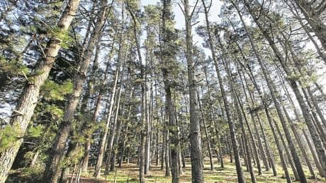 Pinos y eucaliptos ocupan el 60% de la superficie boscosa de Bizkaia