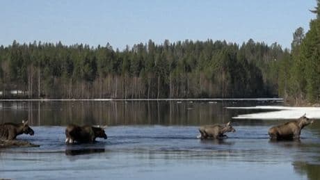 The ‘Great Moose Migration’ Livestream Captivates Sweden