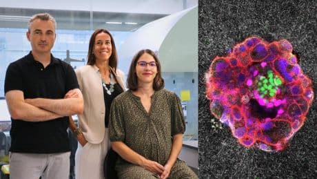 Científicos españoles graban por primera vez el proceso de implantación de un embrión humano en tiempo real