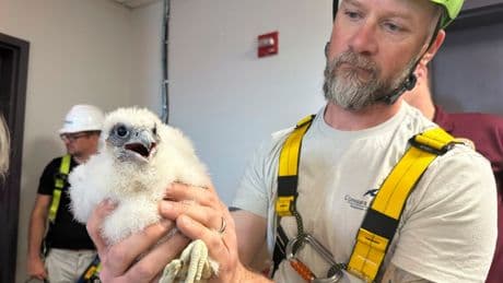 US peregrine falcons adapt well to city living as their coastal cousins struggle with bird flu