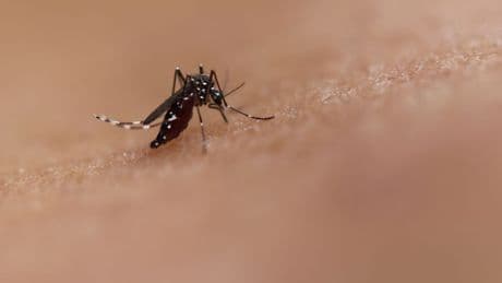 What to Know About Chikungunya Amid Southern China Outbreak of Mosquito-Borne Virus