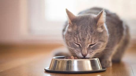 Streuner und fremde Katzen füttern: Ist das erlaubt?