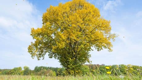Bäume bereits im Herbst-Modus - Warum färben sich die Blätter jetzt schon gelb?