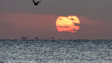 Des câbles internet sectionnés en mer Rouge, Microsoft alerte sur des perturbations régionales