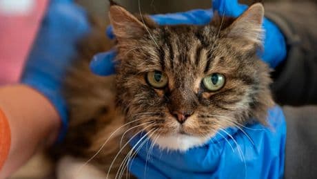 In Nationalpark - Katze überlebt Todessturz ihrer Besitzer (45, 58)