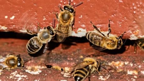 New bee parasite spreading around the world could impact billions