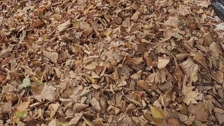 So THAT's Why Leaves Turned Brown So Early This Year