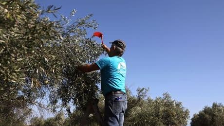 Chaos in Greece as olive oil crisis threatens huge shortage