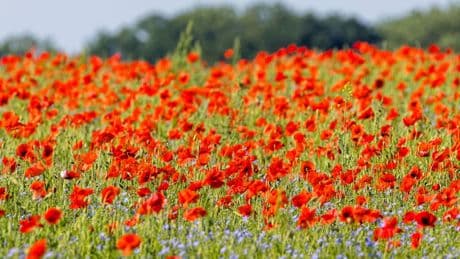 Wettervorhersage: Sonniger Sonntag, danach wird es frischer