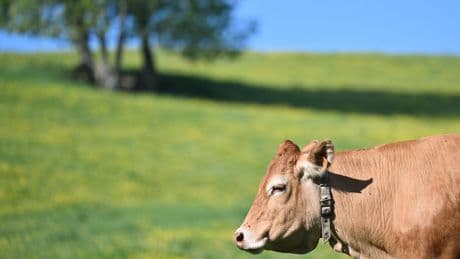 Haute-Vienne : la création d’une mégaferme bovine de plus de 2000 bêtes validée par le préfet