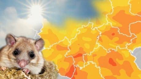 Heute ist Siebenschläfer - So wird das Wetter in Deutschland