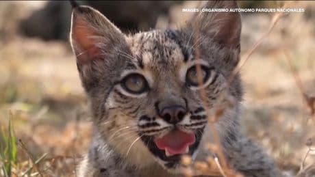Bouncing back: Spain's Iberian lynx saved from extinction
