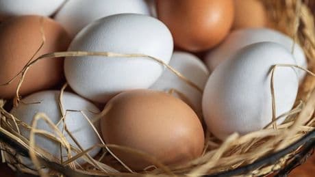 YUM-BİR Başkanı Afyon: Okullar açılınca yumurtaya zam gelebilir
